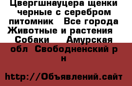 Цвергшнауцера щенки черные с серебром питомник - Все города Животные и растения » Собаки   . Амурская обл.,Свободненский р-н